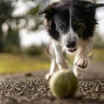 Border collie