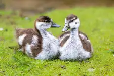 Duckies