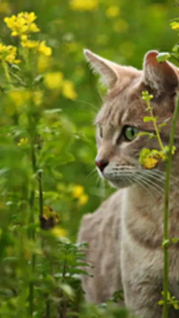 Cat outdoors