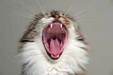 Kitty