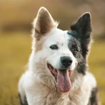 Dog border collie